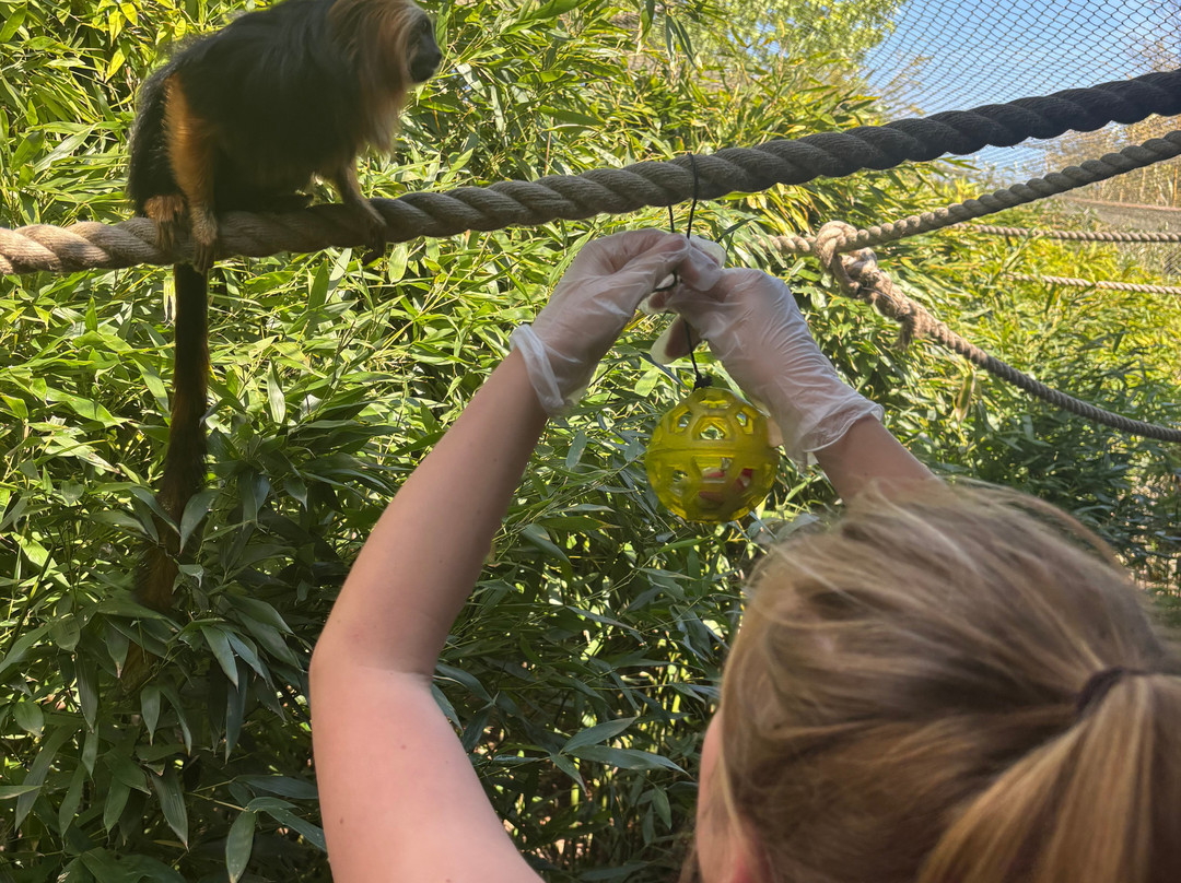 Colchester Zoo-科尔切斯特必去景点