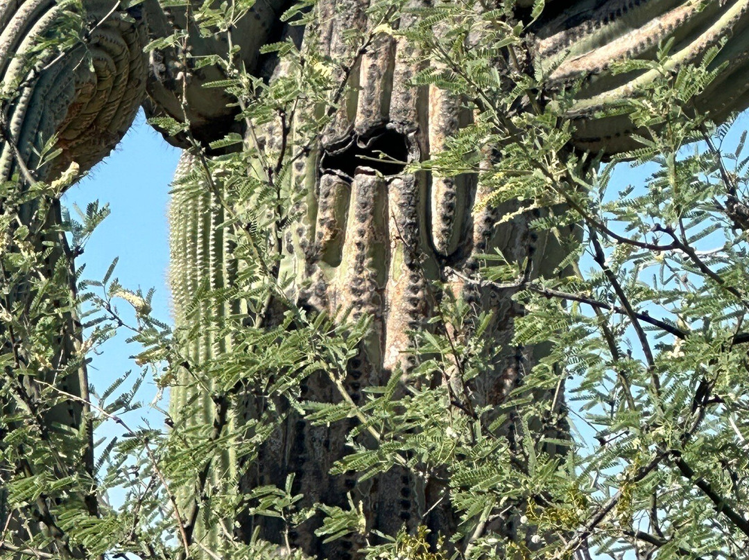 Saguaro National Park-图森必去景点
