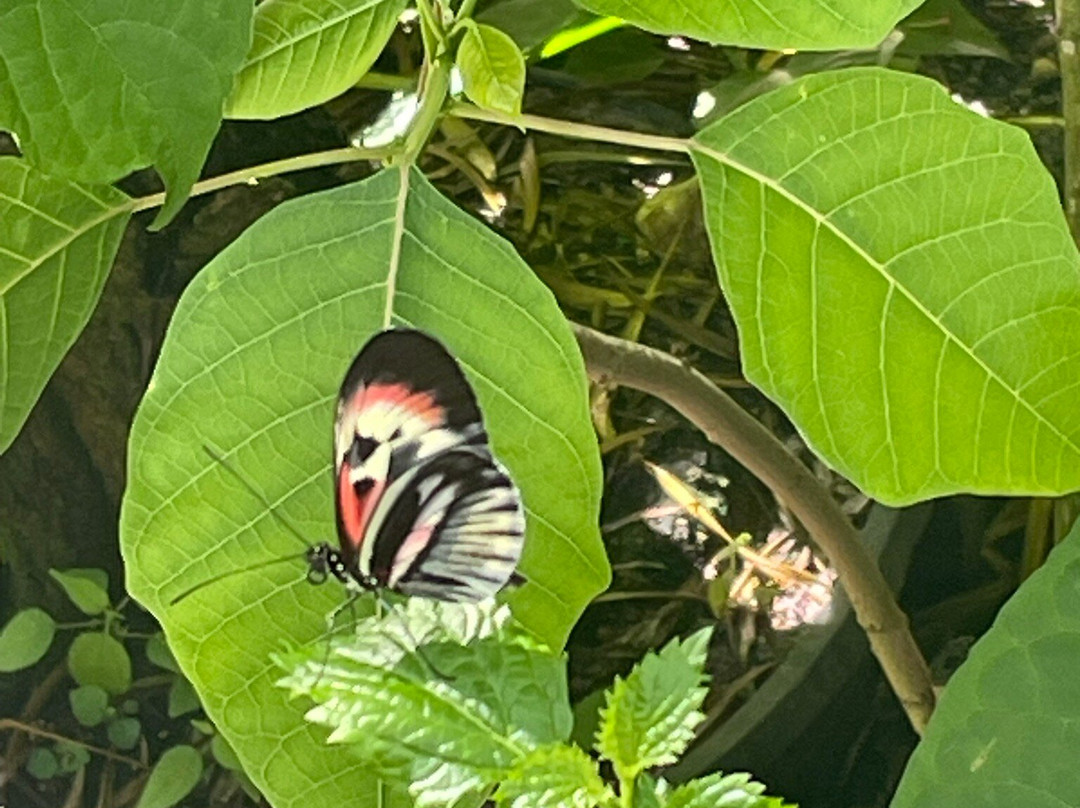 Butterfly World-Coconut Creek必去景点