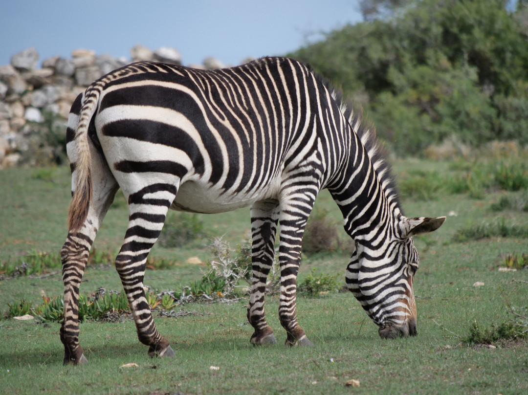 De Hoop Nature Reserve Whale Trail-De Hoop Nature Reserve必去景点