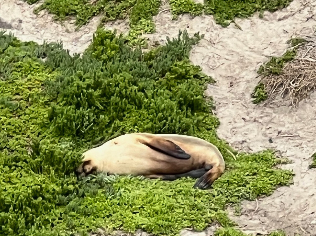 Seal Bay Conservation Park-Seal Bay必去景点