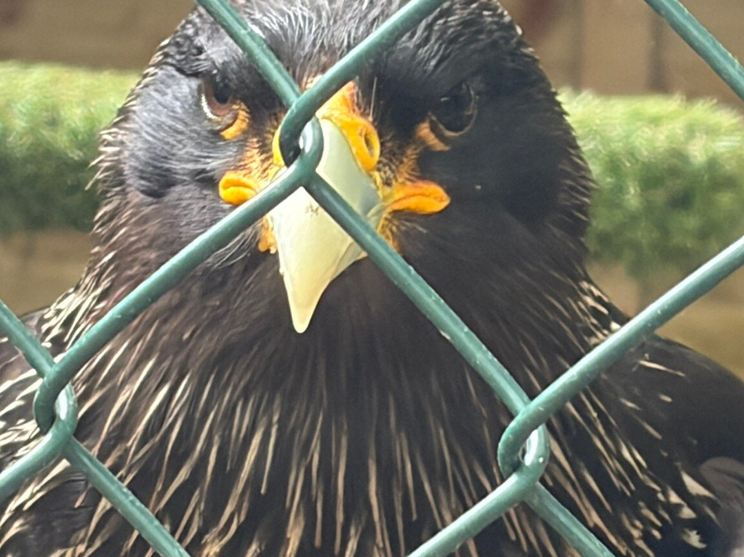 Willows Bird of Prey & Wildlife Trail-Knockholt必去景点
