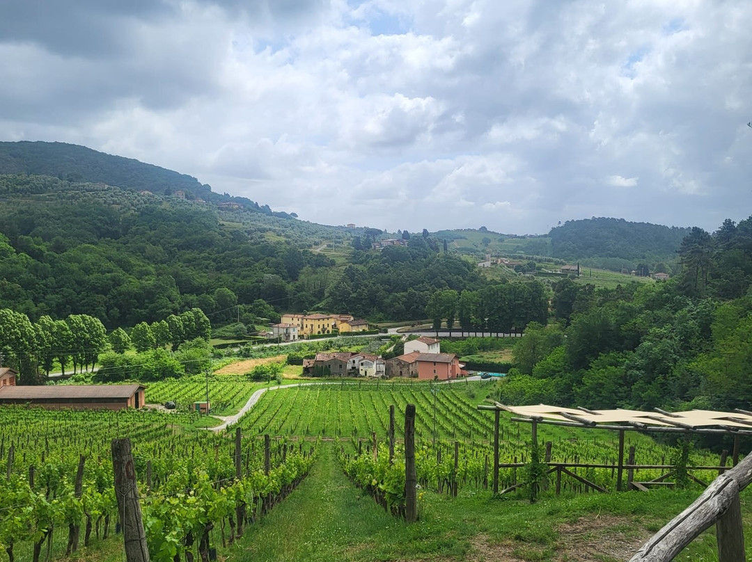 Tenuta Adamo Winery-卢卡必去景点