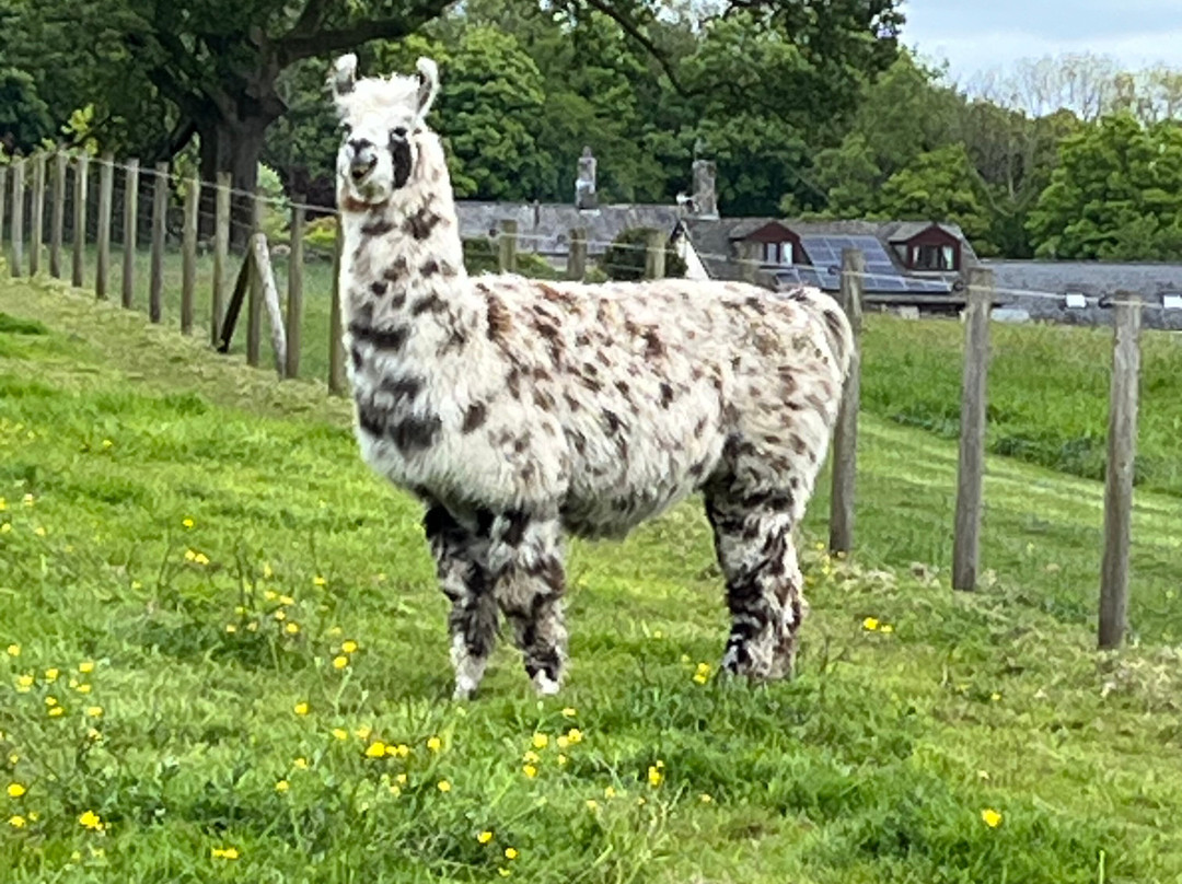 Bardsea Alpacas And Llamas-Bardsea必去景点