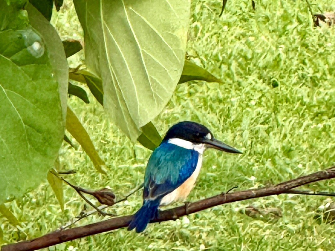 Fine Feather Tours-Mossman必去景点