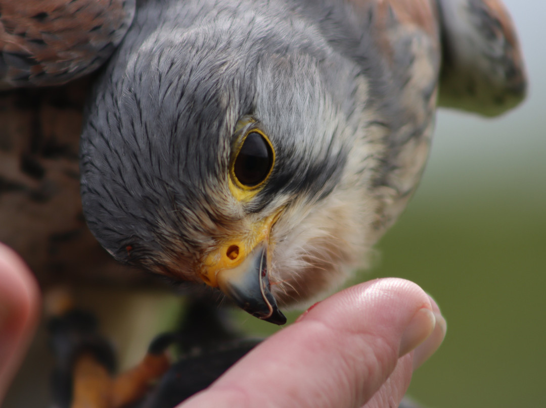 Elite Falconry-Kirkcaldy必去景点