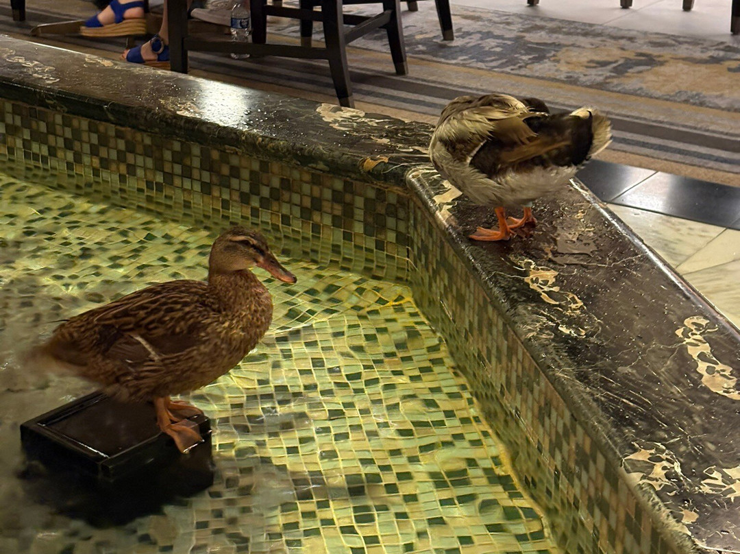 The Peabody Ducks-孟菲斯必去景点