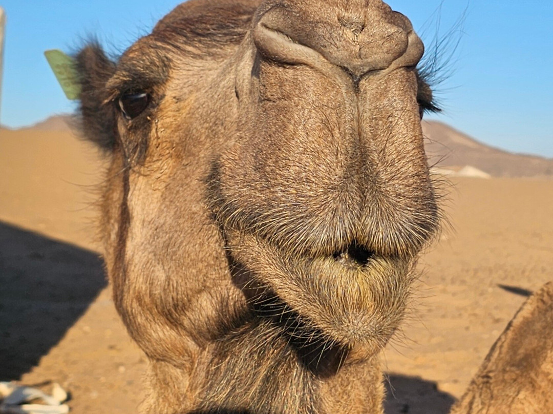 Morocco Easy Tours - Morocco Tours-马拉喀什必去景点