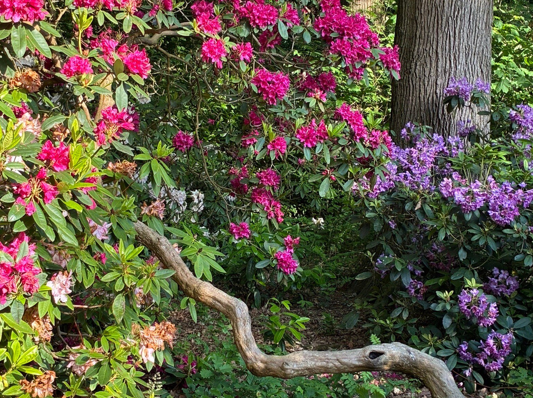 Belmonte Arboretum Wageningen-瓦赫宁恩必去景点