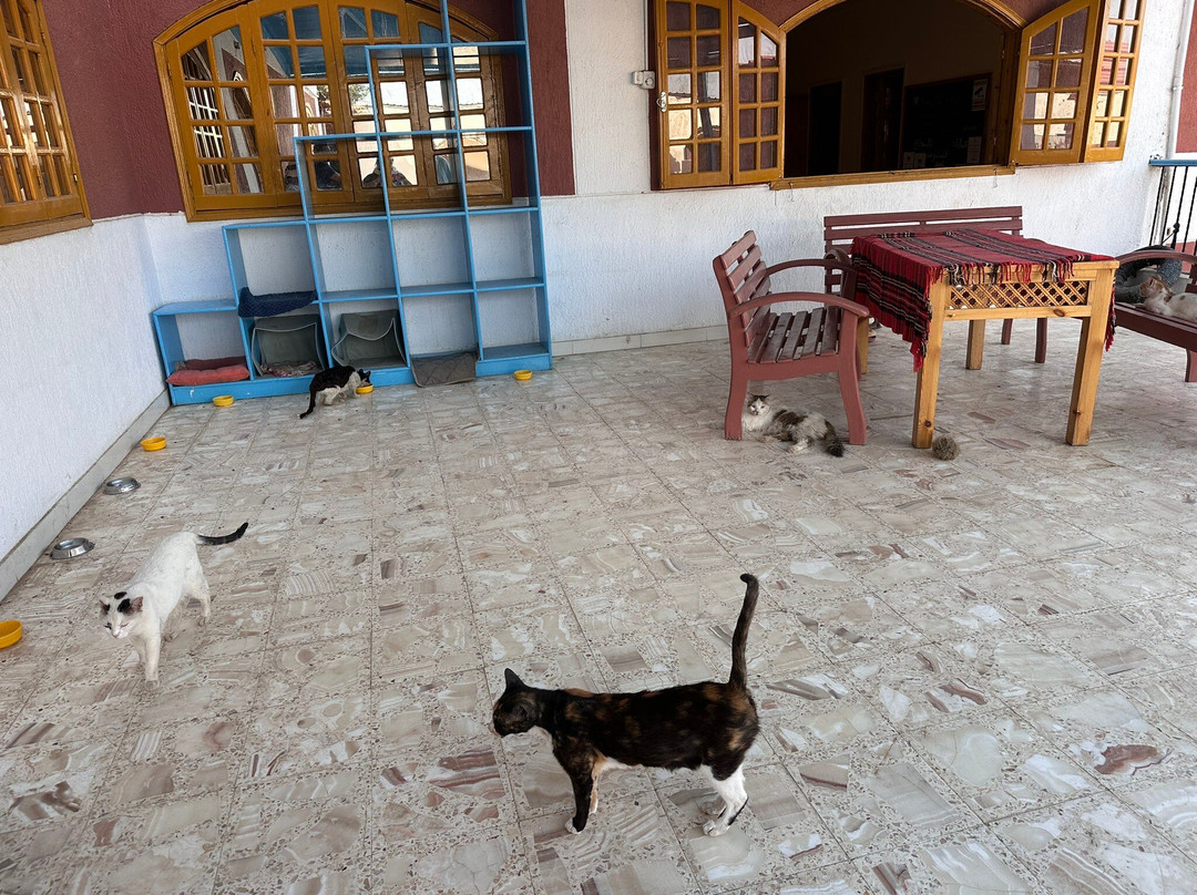 ACE - Animal Care in Egypt-卢克索必去景点