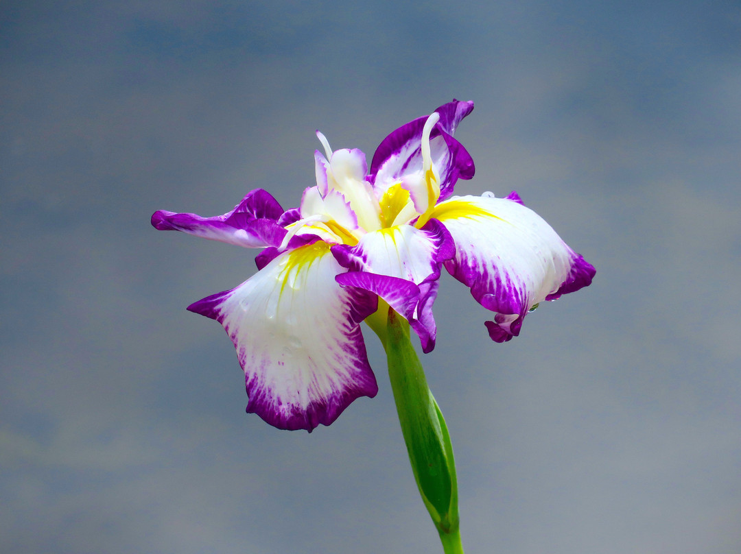 Cape Fear Botanical Garden-费耶特维尔必去景点