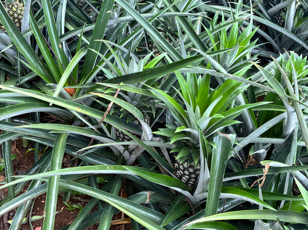 The Best Pineapple Tour Costa Rica-Rio Cuarto必去景点