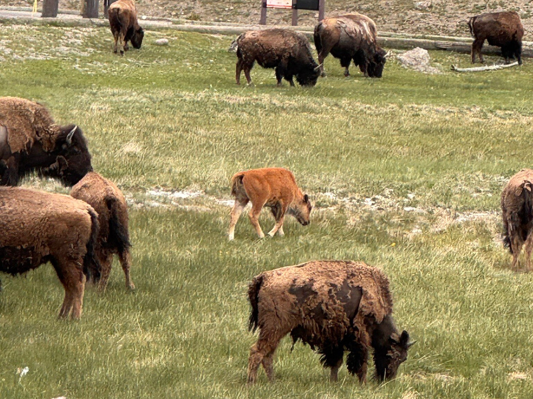 Jackson Hole Eco Tour Adventures-杰克逊必去景点