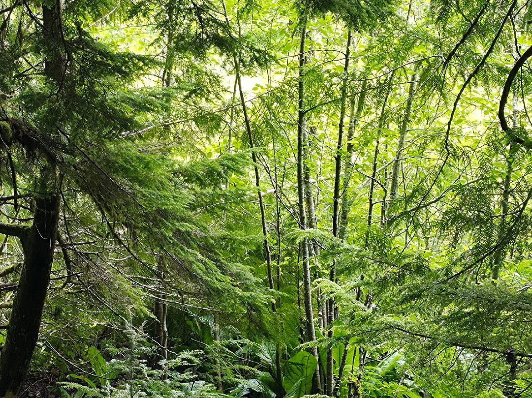雷尼尔山-雷尼尔山国家公园必去景点