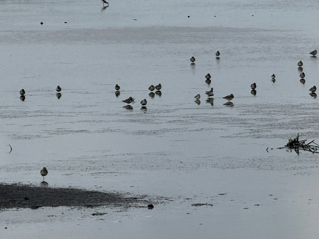 Leonabelle Turnbull Birding Center-阿兰瑟斯港必去景点