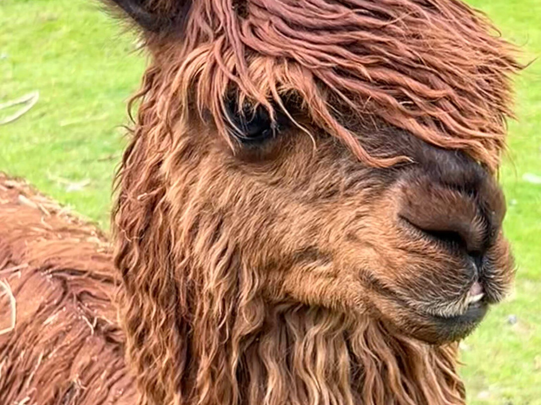 The Lake District Wildlife Park-Bassenthwaite必去景点