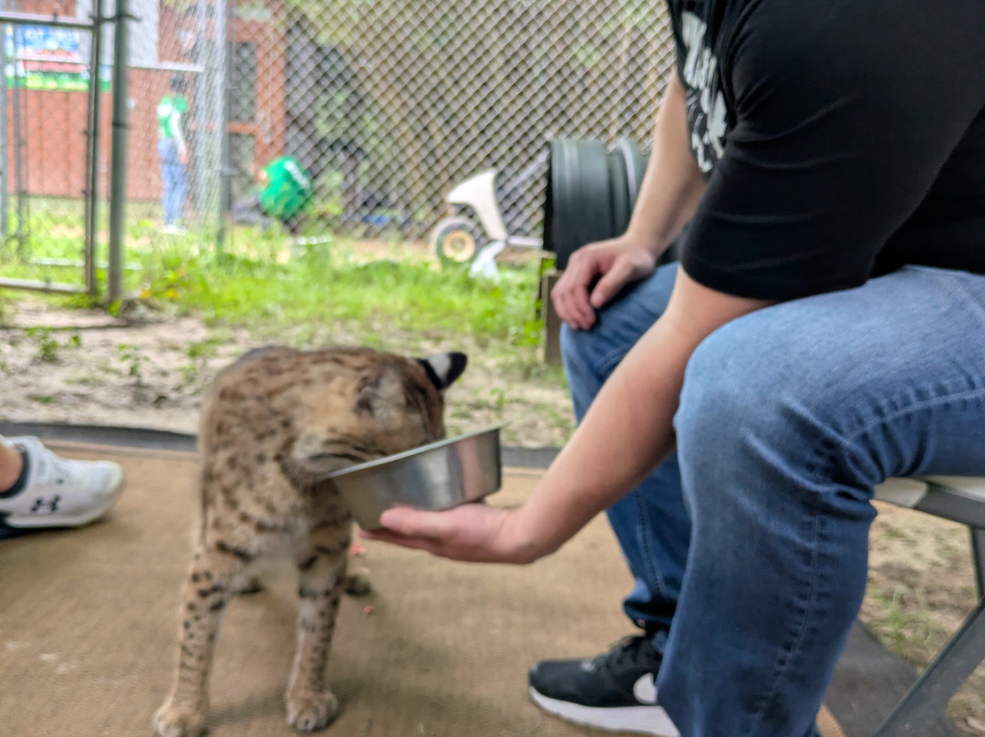 Bear Creek Feline Center-巴拿马城必去景点