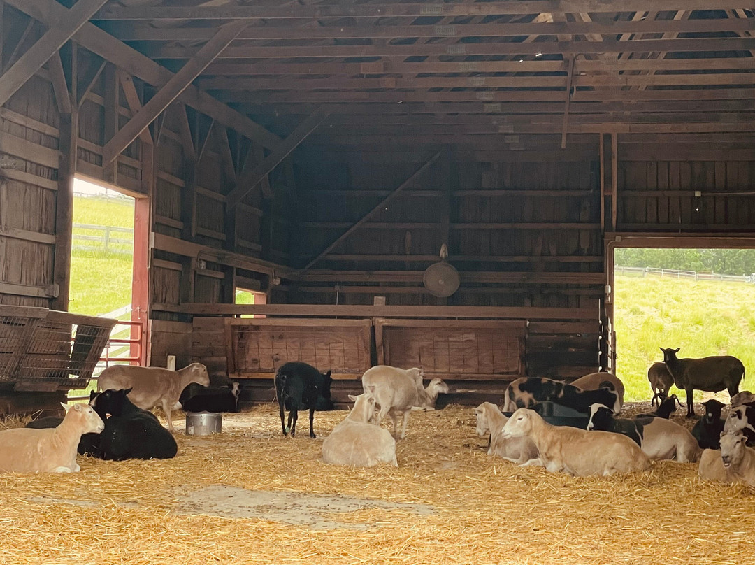 Farm Sanctuary主图