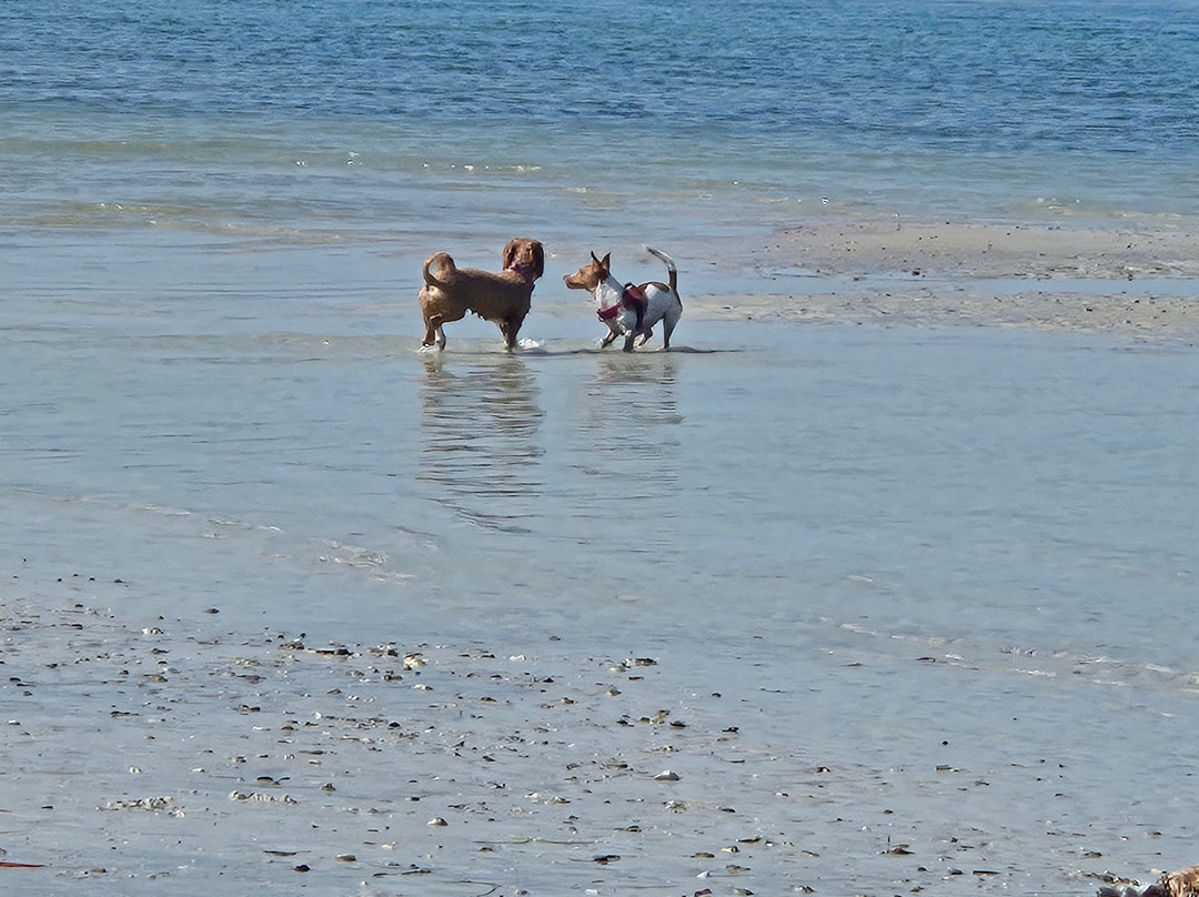 Dog Beach Park-博尼塔斯普林斯必去景点