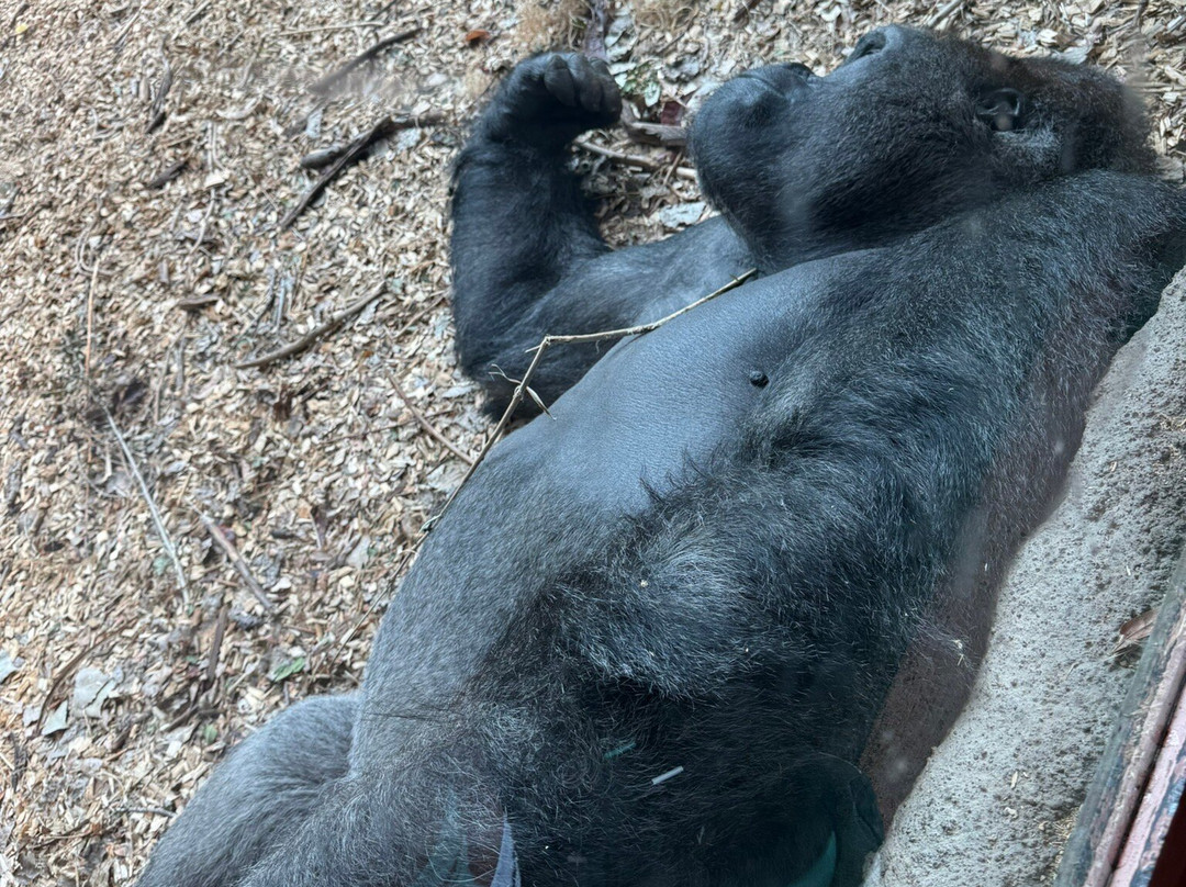 Denver Zoo-丹佛必去景点