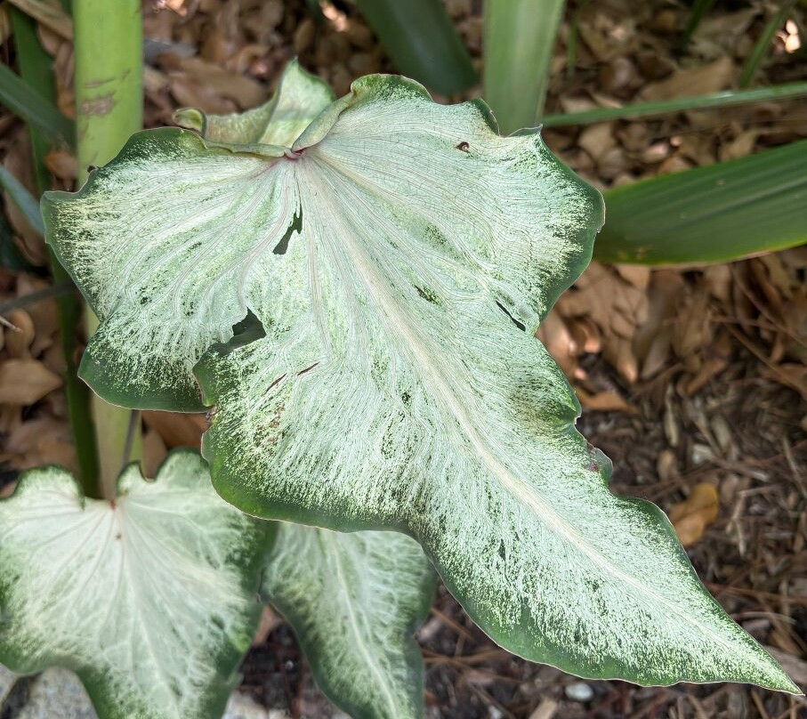 Naples Botanical Garden-那不勒斯必去景点
