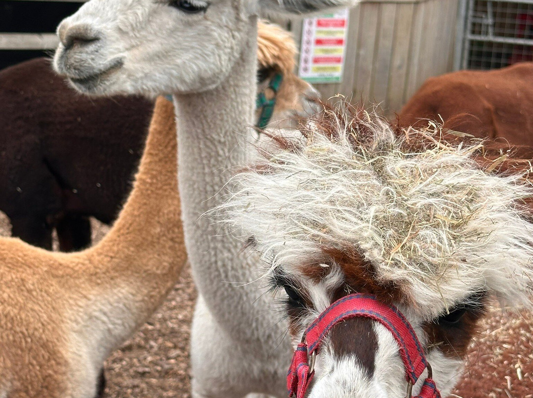 Nanny Sharon's Alpaca Farm C.I.C-Prenton必去景点