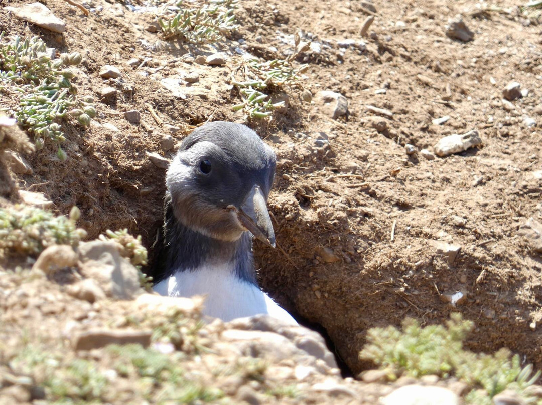 Pembrokeshire Islands Boat Trips-Skomer Island必去景点