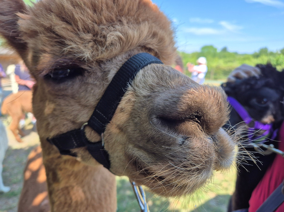 Yew Tree Alpacas-Buntingford必去景点