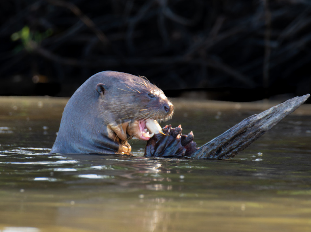 Pantanal Jaguar Safaris-Chapada dos Guimaraes必去景点