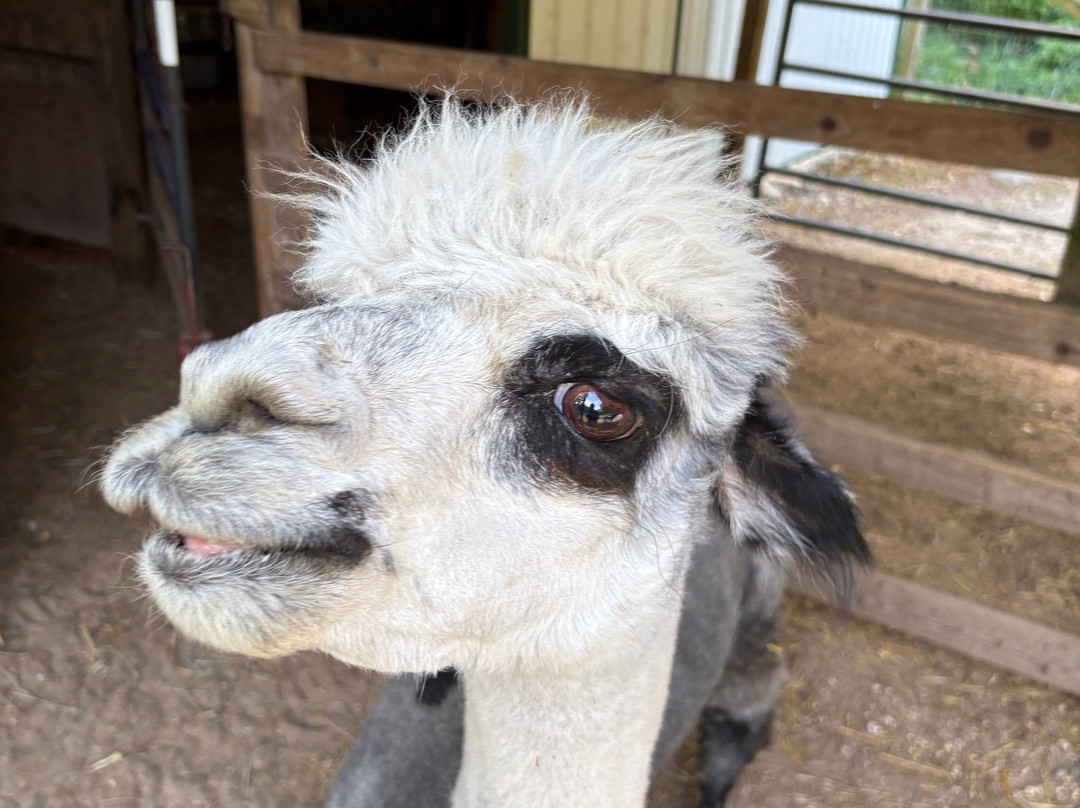Jersey Shore Alpacas-开普梅必去景点