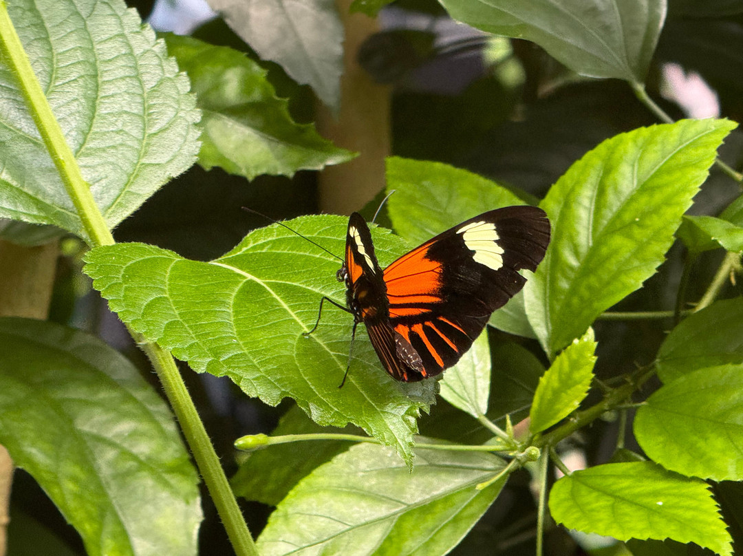 Whipsnade Zoo-邓斯特布尔必去景点