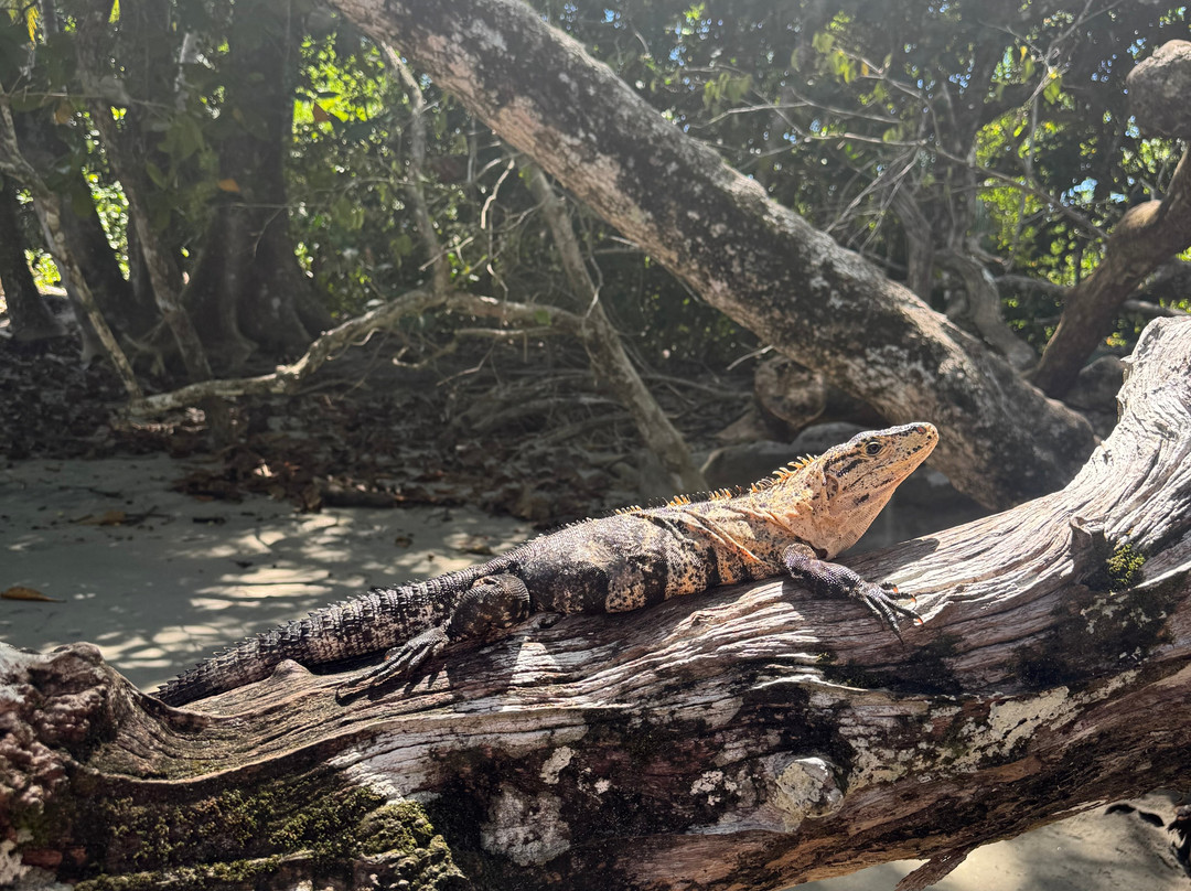 Parque Nacional Manuel Antonio-哥斯达黎加安东尼奥国家公园必去景点