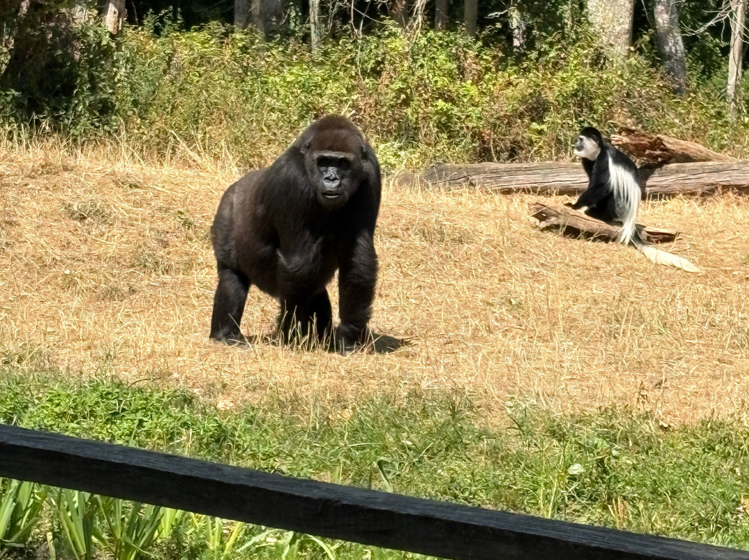 La Vallée des Singes-Romagne必去景点