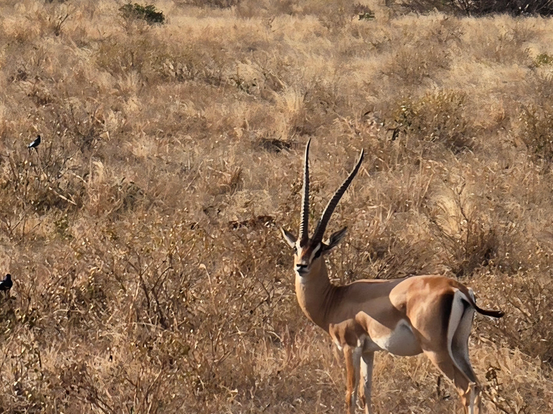 Tsavo East National Park-查佛必去景点