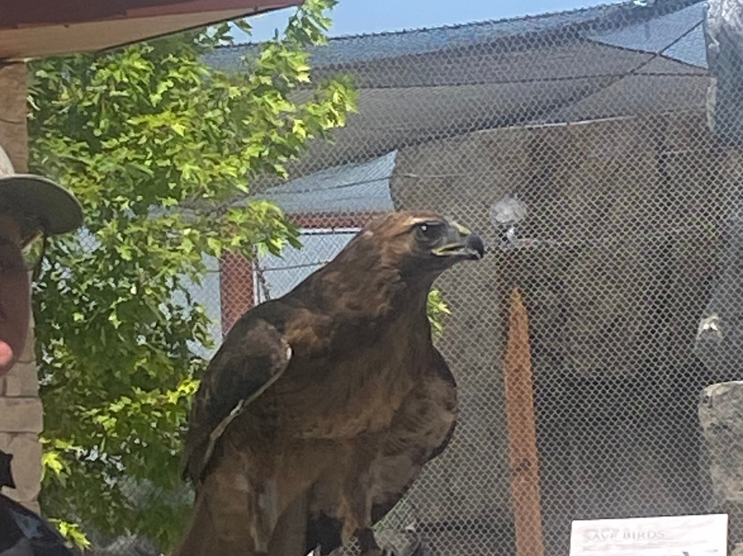 World Center For Birds of Prey-博伊西必去景点