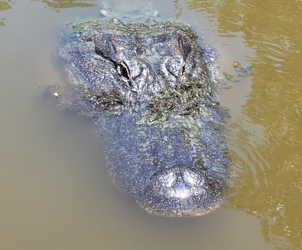 New Orleans Airboat Tours-Marrero必去景点