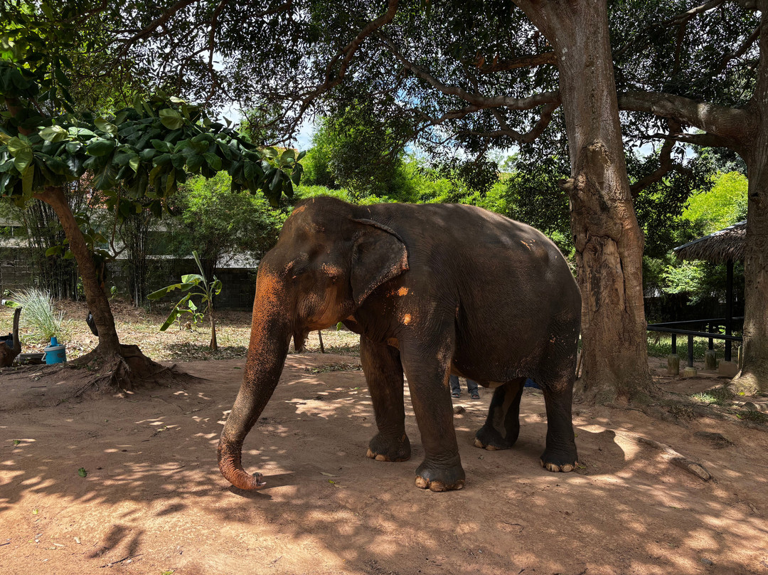 Samui Elephant Sanctuary-波普特必去景点
