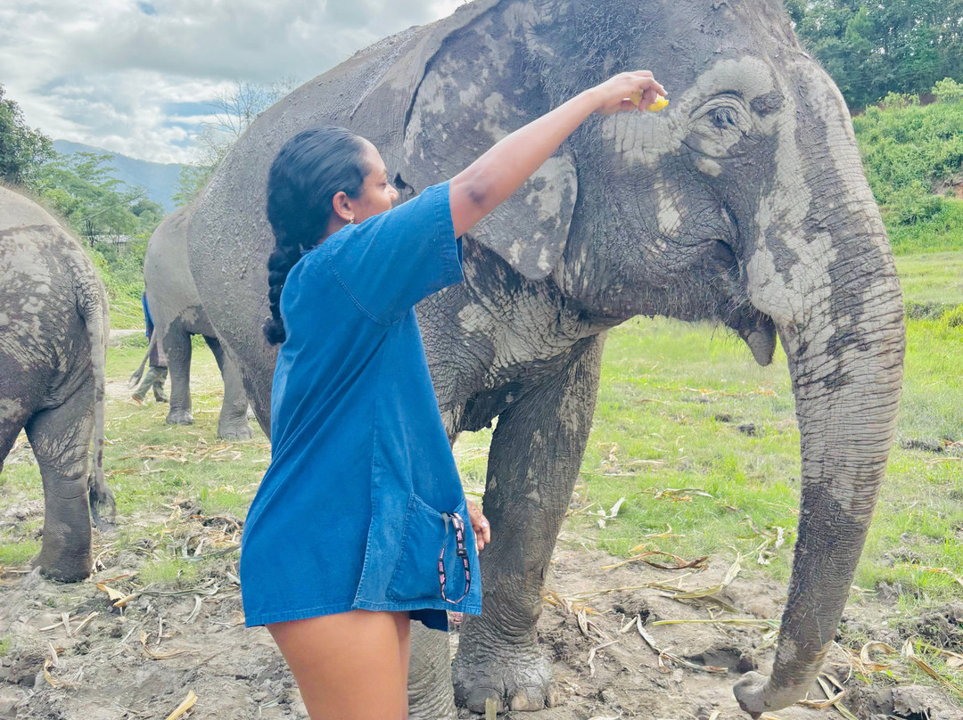 Living Green Elephant Sanctuary-清迈必去景点
