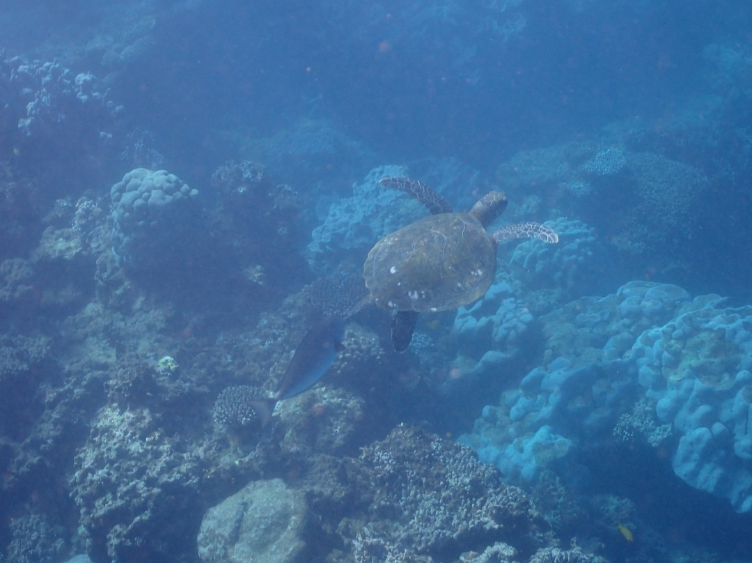 Ningaloo Coral Bay Boats-珊瑚湾必去景点