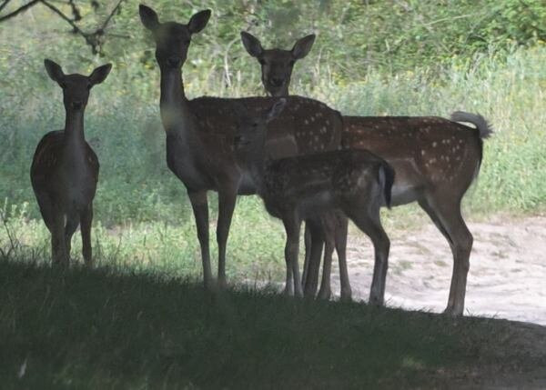 Knepp Wildland Safaris-霍舍姆必去景点