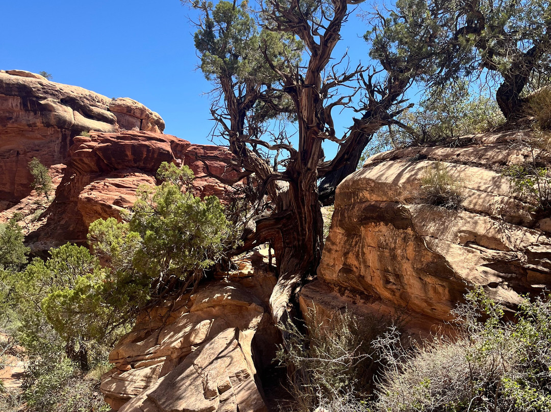 Chesler Park Loop Trail-Monticello必去景点