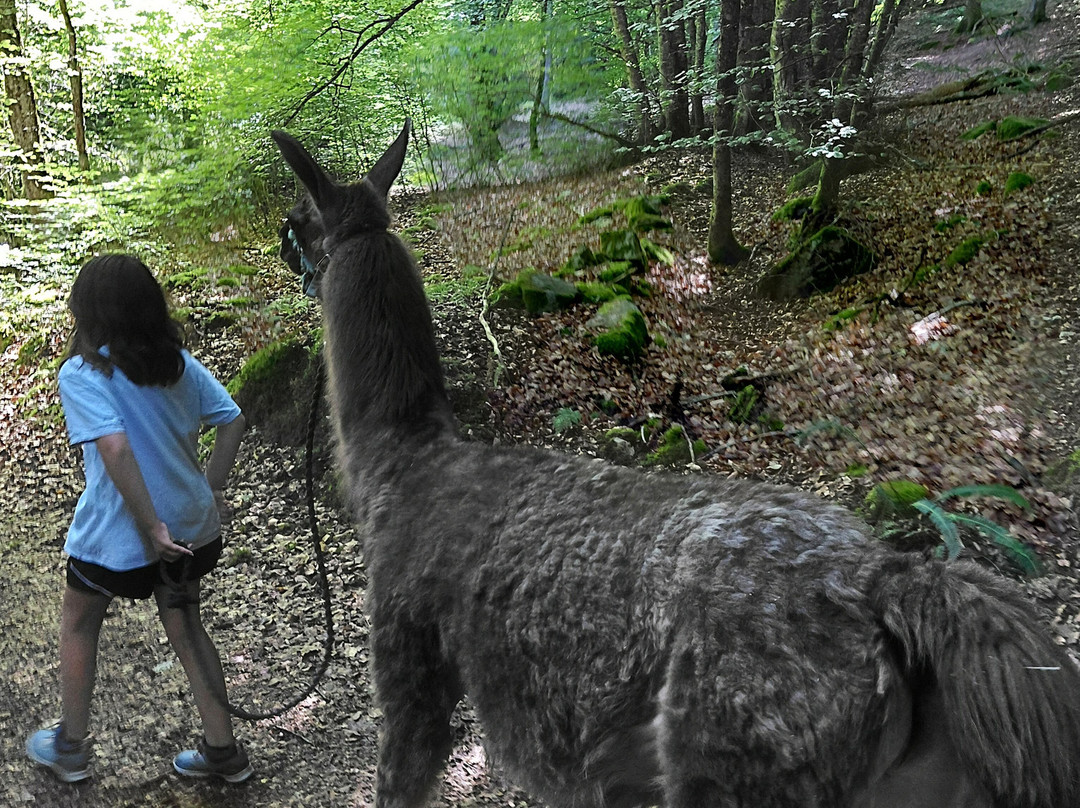 Les Lamas Des 7 Vallees-Pierrefitte Nestalas必去景点