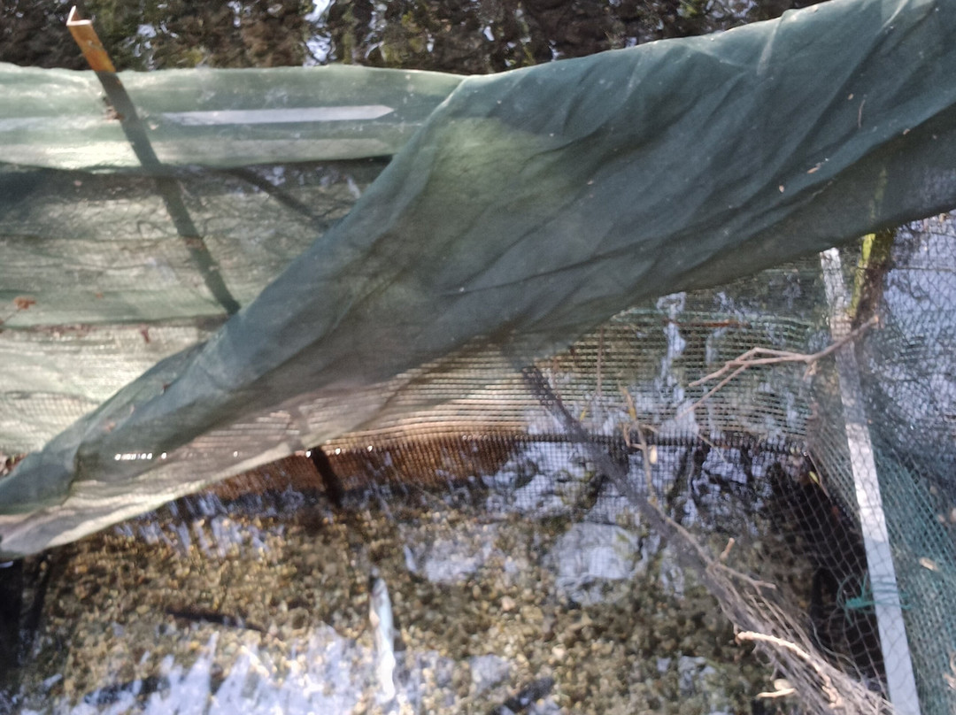 Pisciculture de Signes / Les sources du Gapeau-Signes必去景点