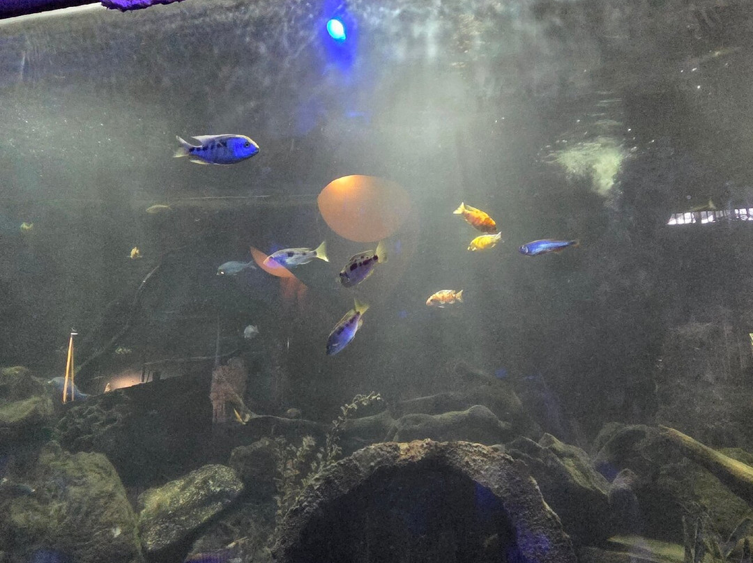 城市博物馆-圣路易斯必去景点
