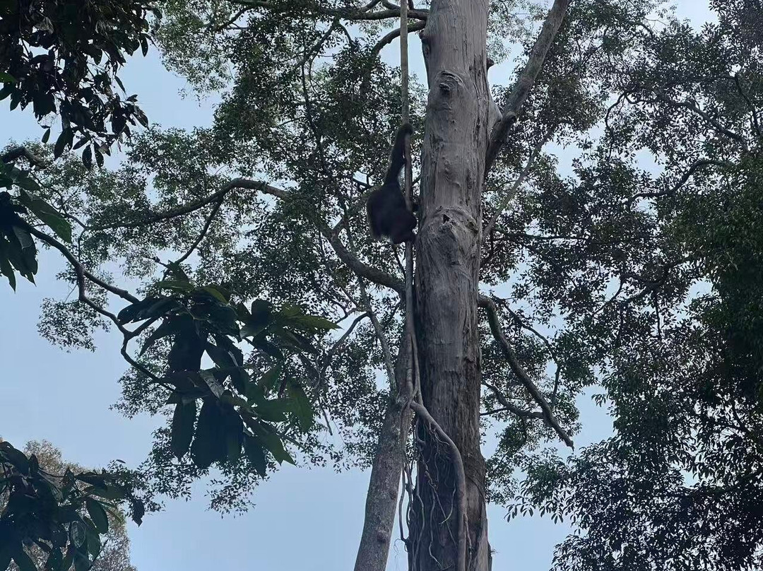 Sepilok Orangutan Rehabilitation Centre-山打根必去景点