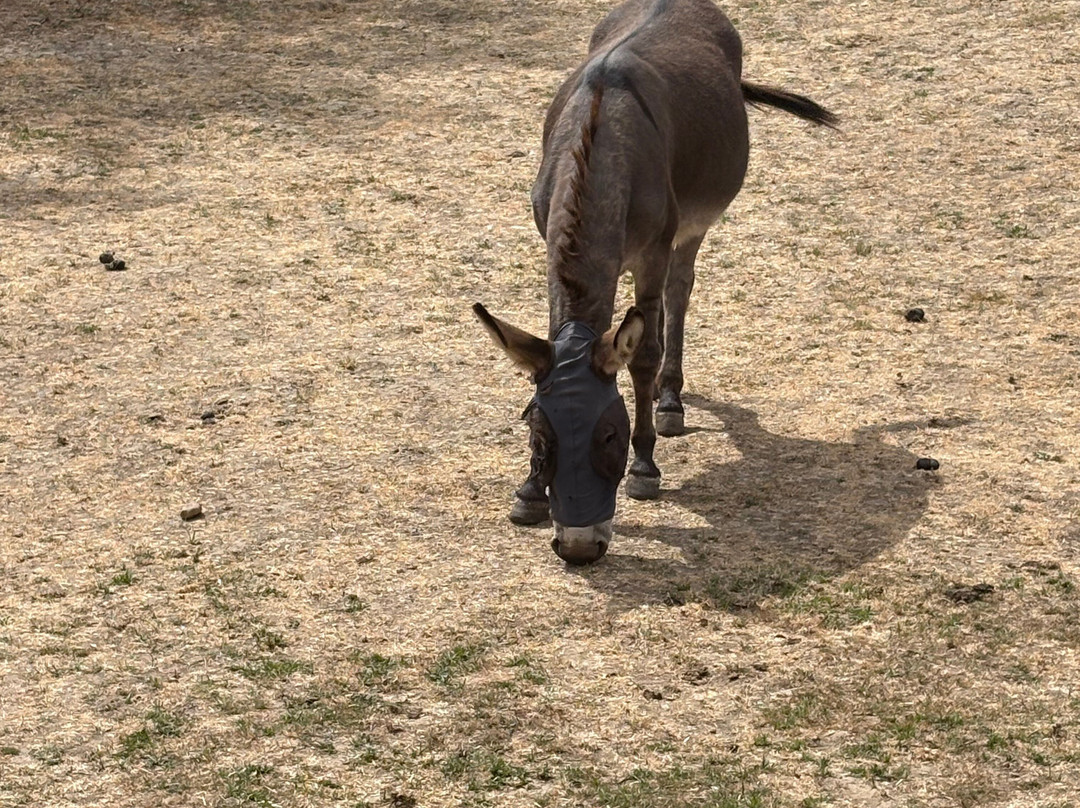 Stantons Farm - Petting Farm-Black Notley必去景点