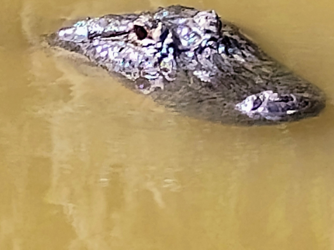 Honey Island Swamp