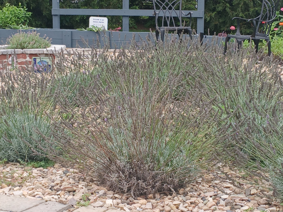 White Oak Lavender Farm & The Purple WOLF Tasting Room-哈里森堡必去景点