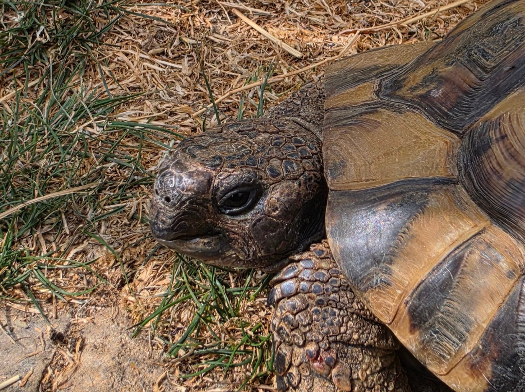 Tiggywinkles Wildlife Hospital Visitor's Centre-Haddenham必去景点
