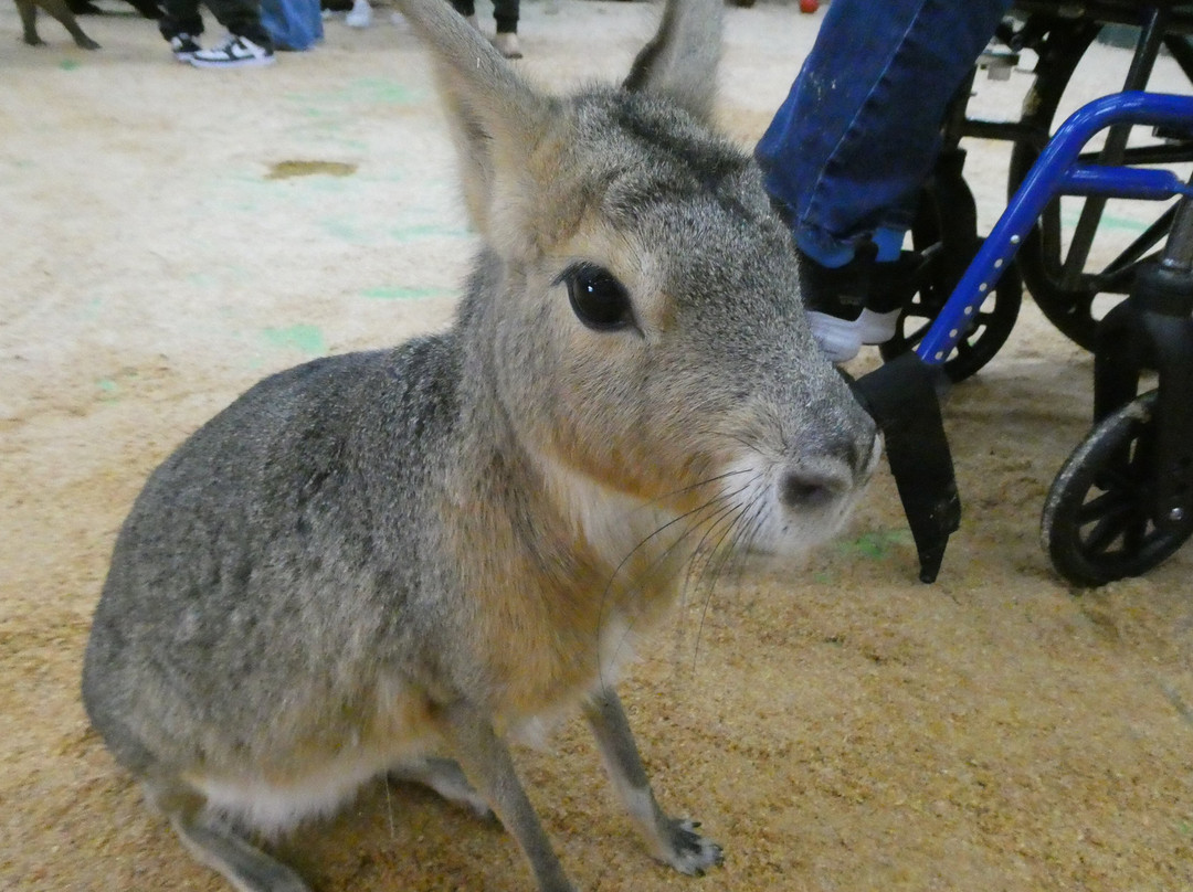 Debbie Dolittle's Indoor Petting Zoo-塔科马必去景点